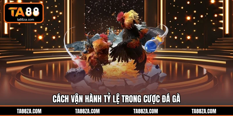 Cách vận hành tỷ lệ trong cược đá gà